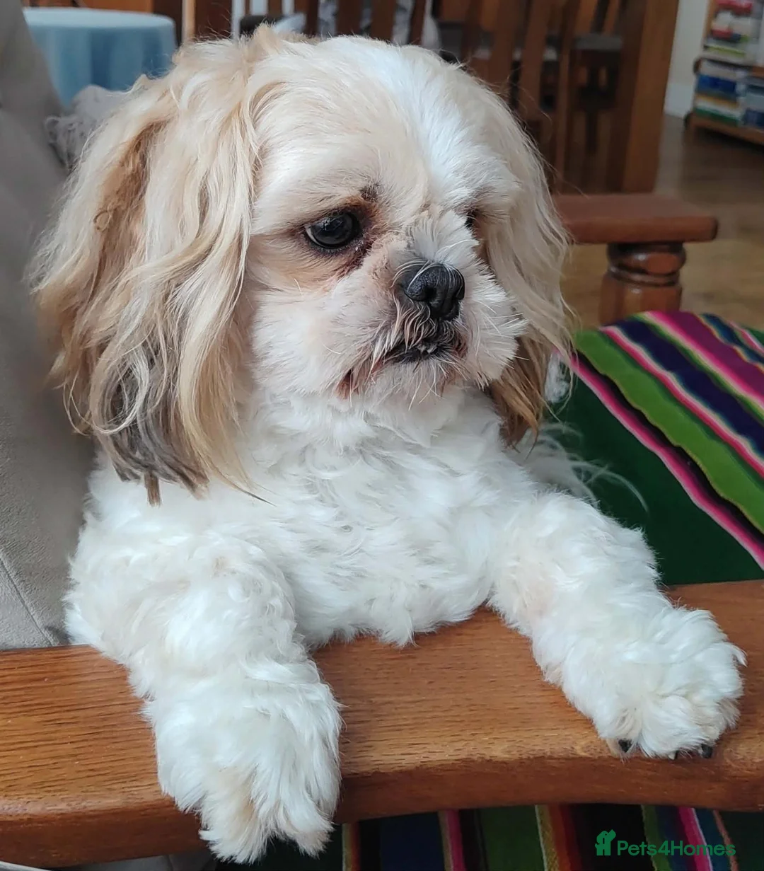 Shih Tzu dogs for stud: Handsome Shih Tzu available for stud - Advert 1