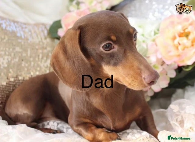 Dachshund dogs Mini dauchound  - Advert 2