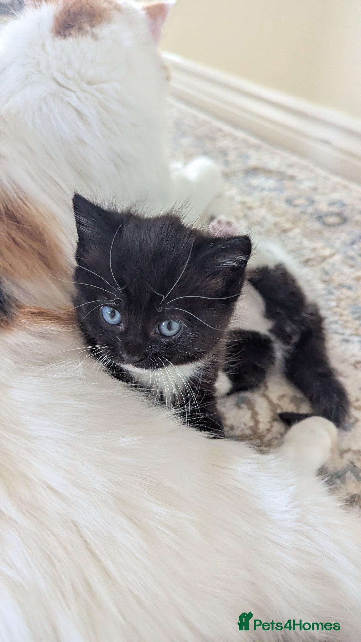 RagaMuffin cats Adorable playful Ragamuffin x longhair kittens - Advert 17