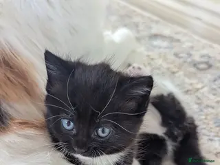 RagaMuffin cats Adorable playful Ragamuffin x longhair kittens - Advert 17