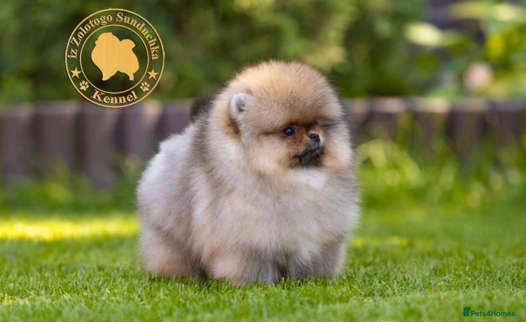 Pomeranian dogs for sale: Stunning tiny teddy bear toy poms - Image 5