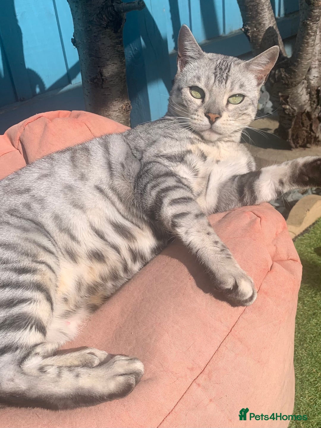 Bengal cats for adoption: Beautiful silver girl - Advert 2