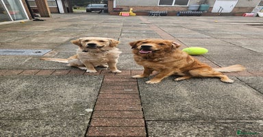 Golden Retriever dogs - Advert 5