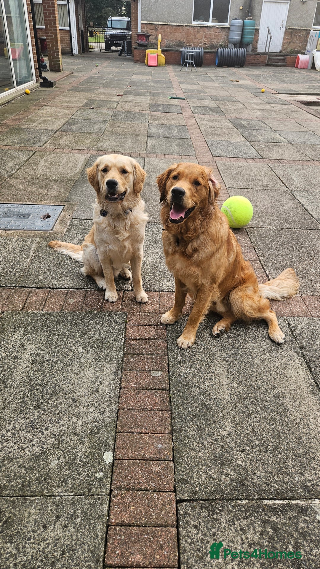 Golden Retriever dogs for stud: 2 dog for stud - Image 3