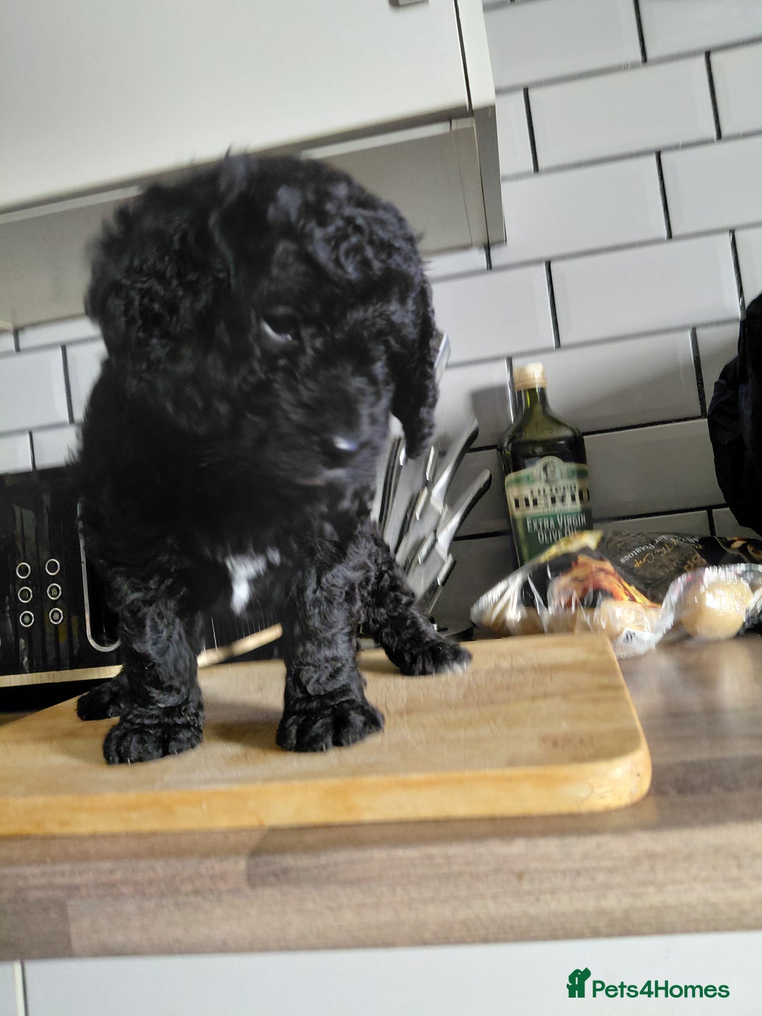 Cockapoo dogs for sale: Cockerpoo  puppys  - Advert 2