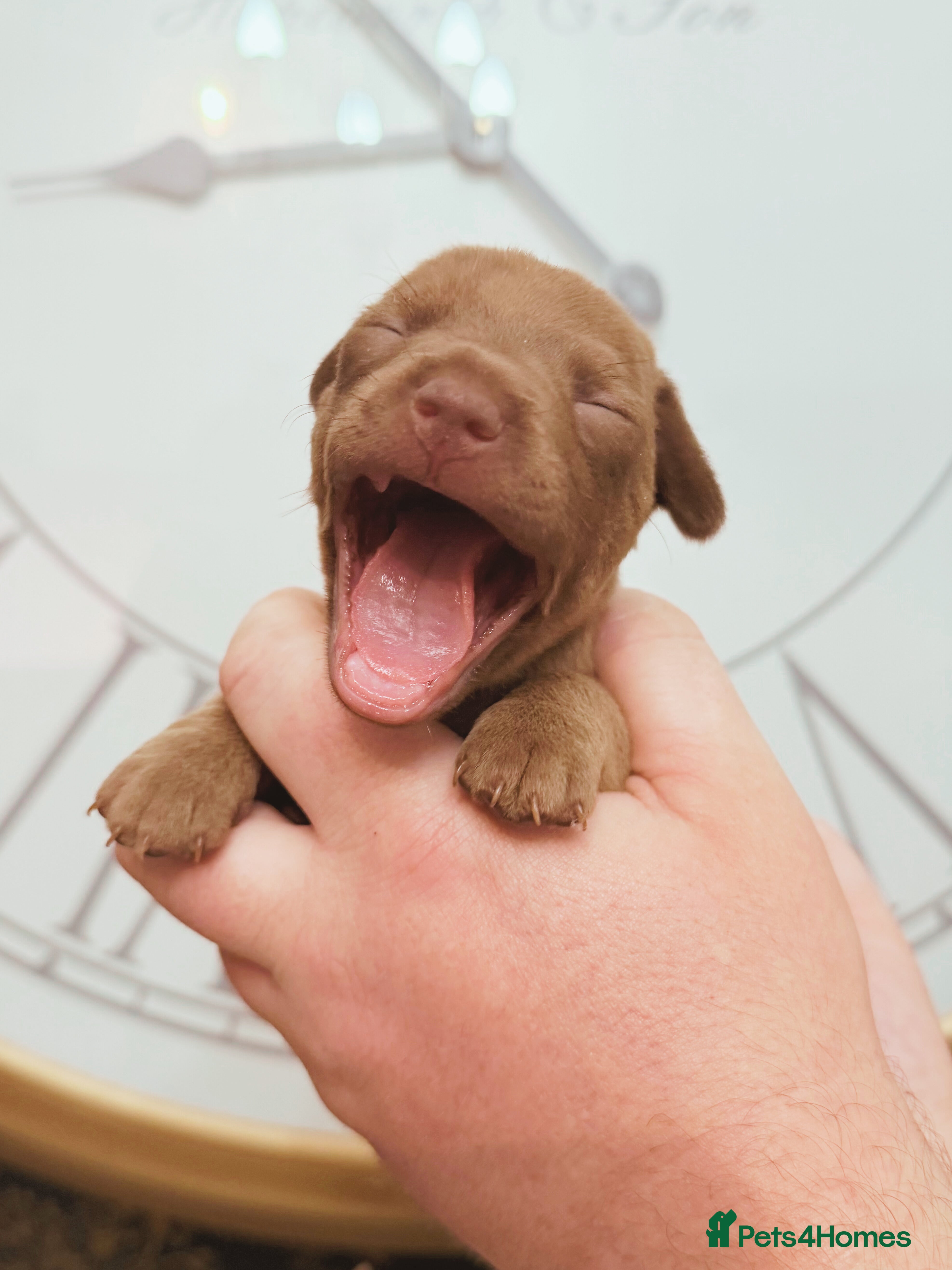 Chiweenie dogs 3 beautiful baby Chiweenie girls ready early March - Advert 18