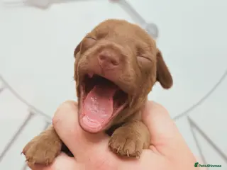 Chiweenie dogs 3 beautiful baby Chiweenie girls ready early March - Advert 13