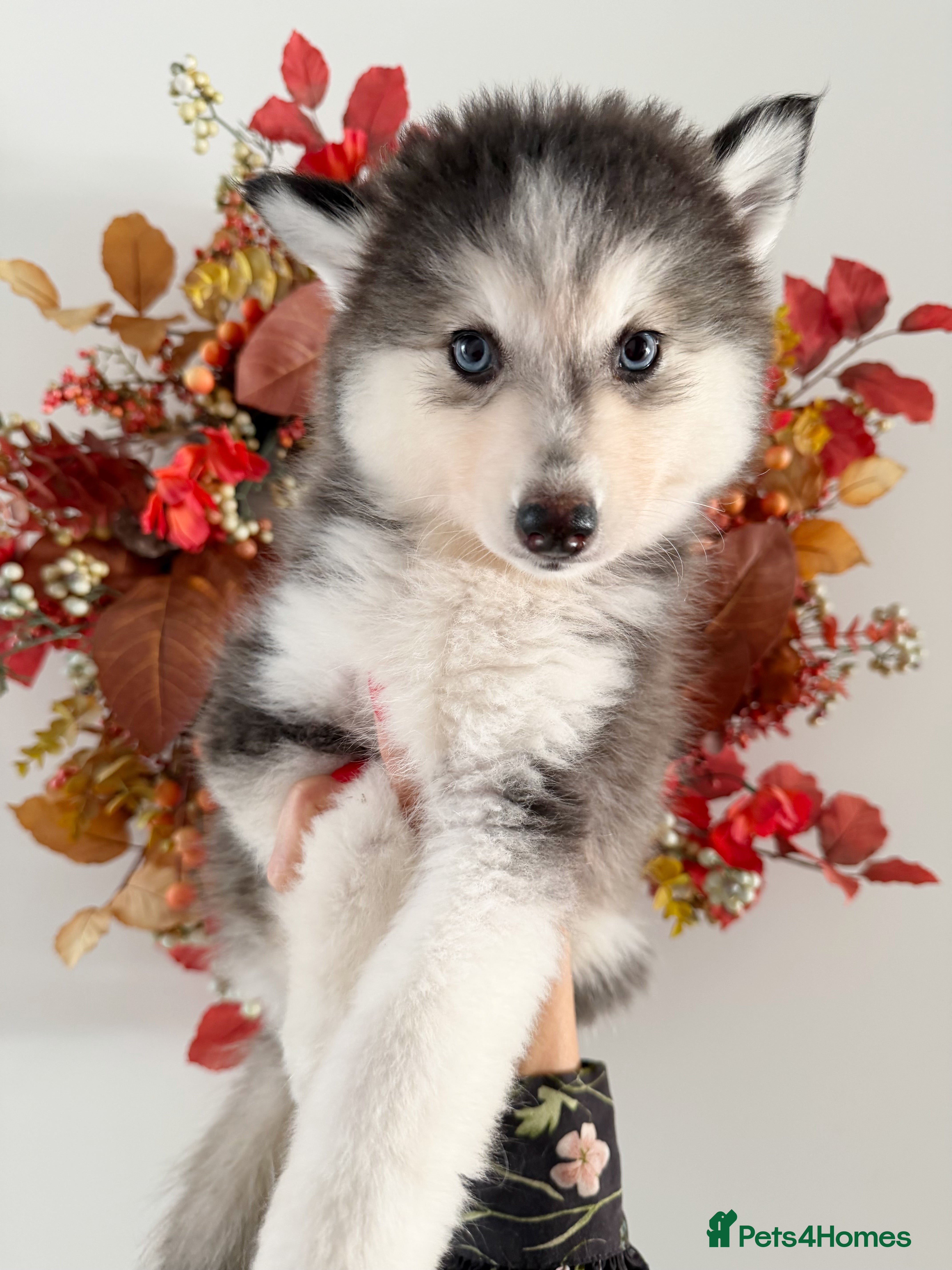 Pomsky dogs Blue Eyed Pomskies in London - only 2 left  - Advert 2