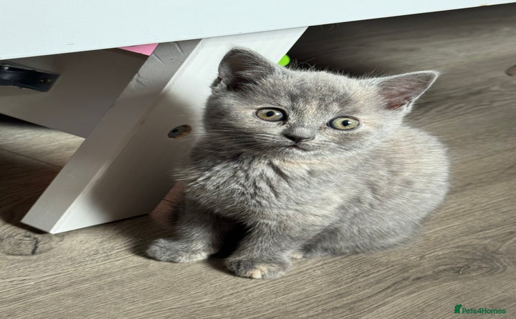 British Shorthair cats - Advert 4