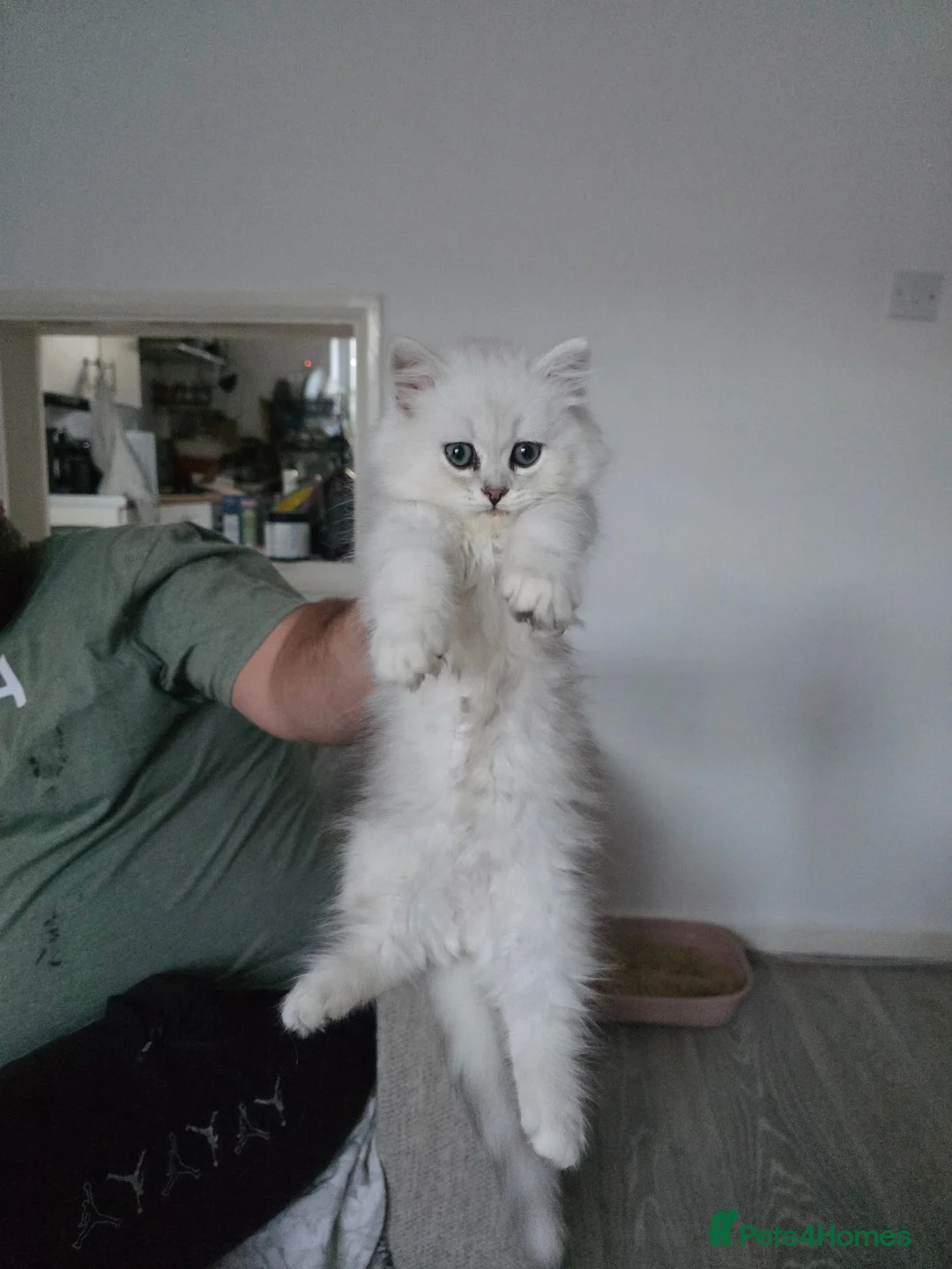 Persian cats for sale: Persian Chinchilla Kittens READY for Loving Homes - Advert 1