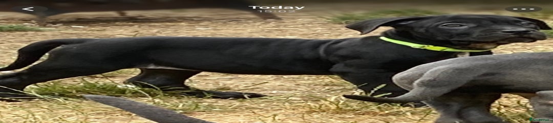 Cane Corso Puppy 8