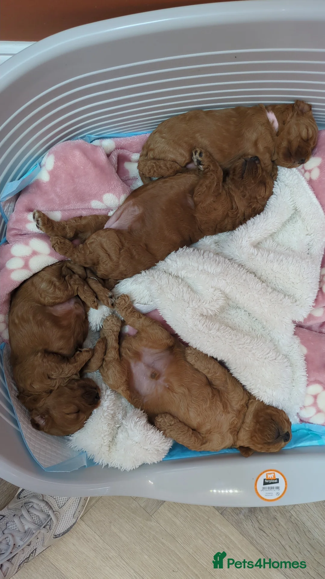 Cockapoo dogs for sale: Cockapoo  in Alloa - Advert 2