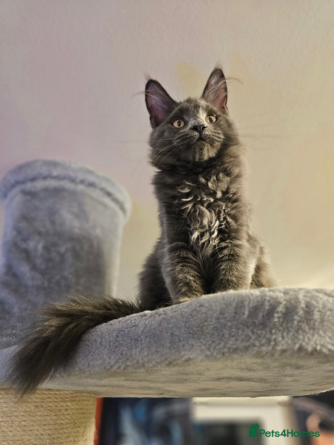 Maine Coon cats for sale: 🔥*STUNNING Litter of 6 Solid*💎*Blue Maine Coon💎 - Advert 8