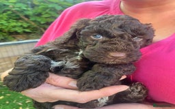 Cockapoo dogs for sale: Six beautiful chocolate F1b cockerpoo babies! - Image 12