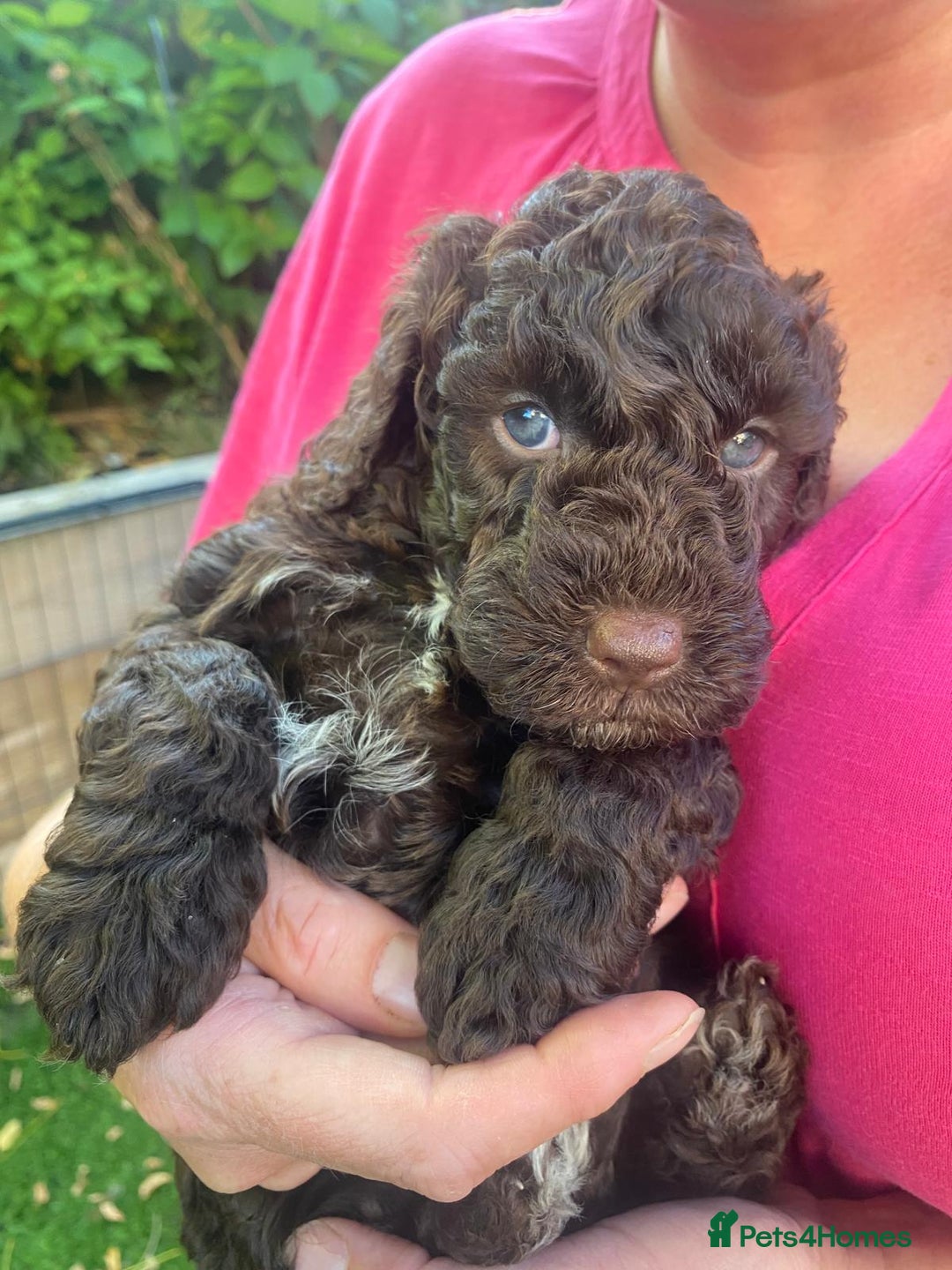 Cockapoo dogs for sale: Six beautiful chocolate F1b cockerpoo babies! - Image 12