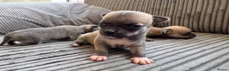 Chihuahua dogs for sale: Chihuahua Puppies - Advert 17
