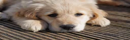 Golden Retriever dogs for sale: Beautiful Trained Golden Retriever Puppy - Advert 2