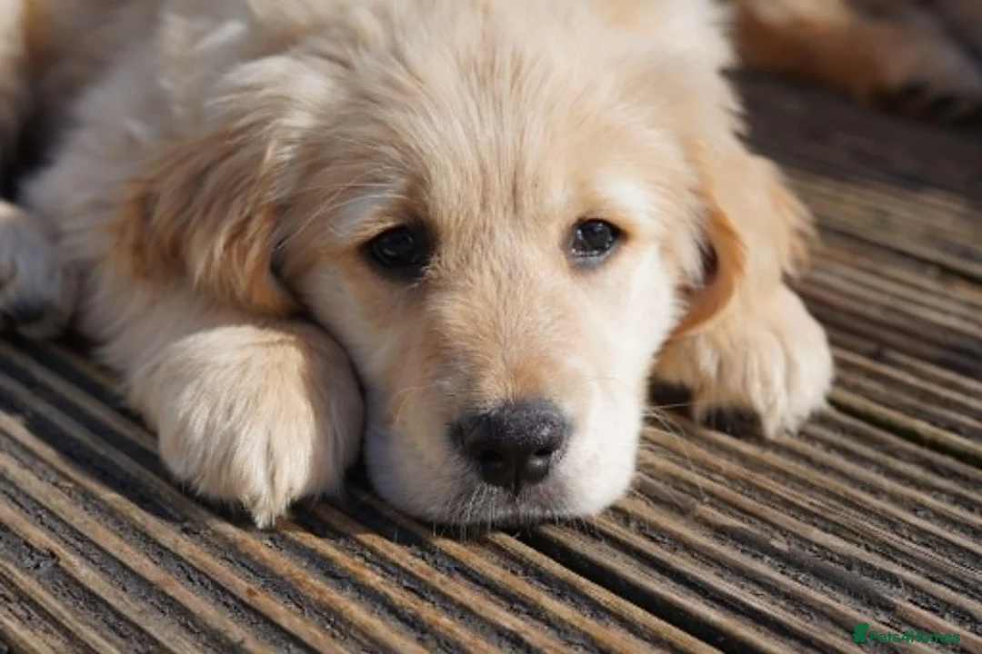 Golden Retriever dogs for sale: Beautiful Trained Golden Retriever Puppy - Advert 2