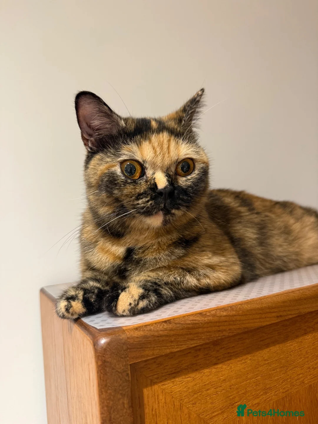 British Shorthair cats for sale: Tortie Female BSH **ACTIVE** GCCF Registered - Advert 2