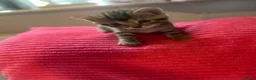 Domestic Shorthair cats for sale: Domestic Shorthair kittens  in Pontefract - Advert 9