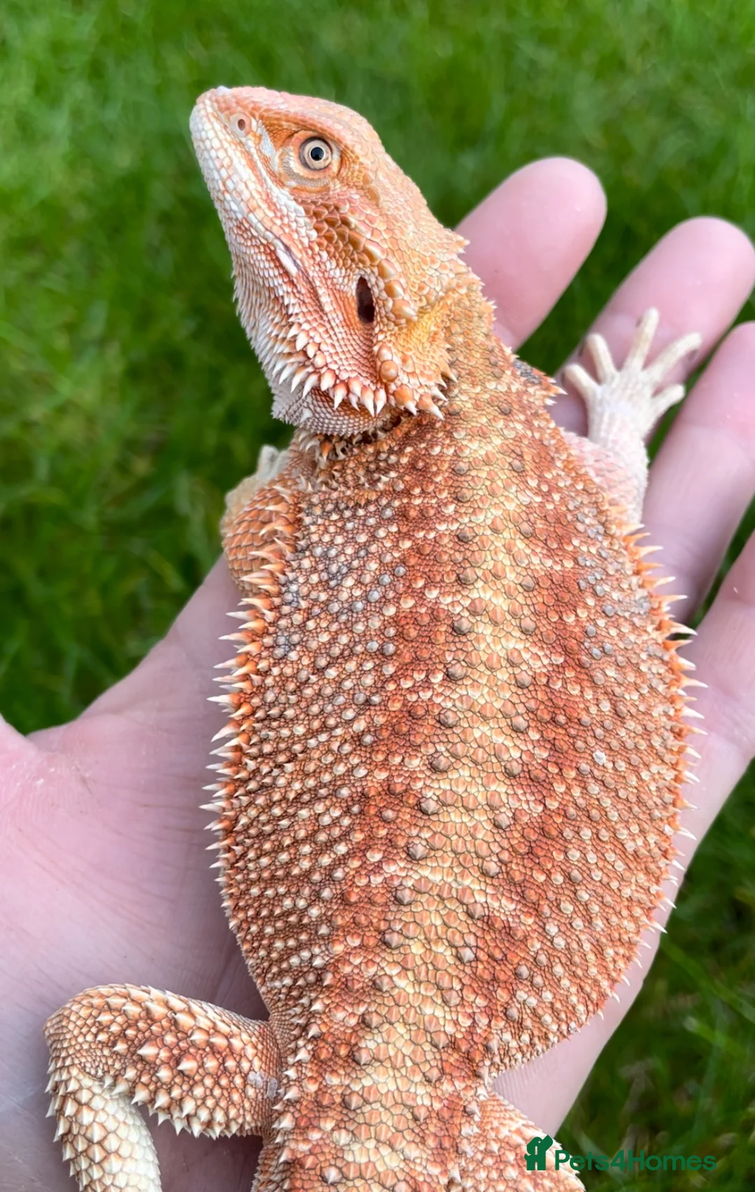 Bearded Dragon reptiles for sale: Red Monster Genetic Stripe Zero Hypo Trans License - Advert 11
