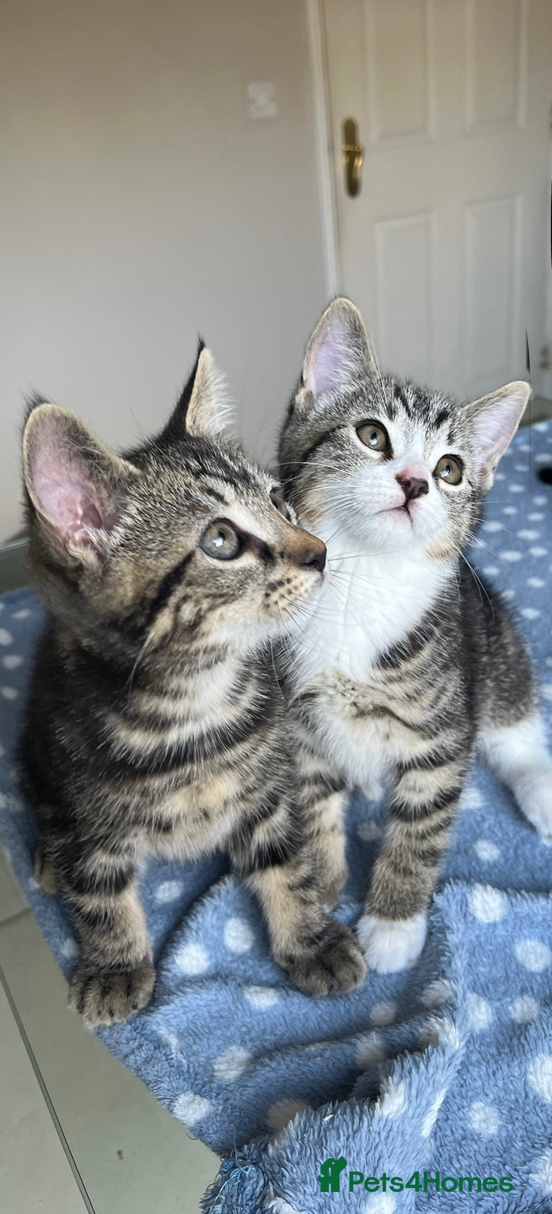 Mixed Breed cats for sale: 4 x Beautiful Adorable Kittens *Ready Now* - Image 4