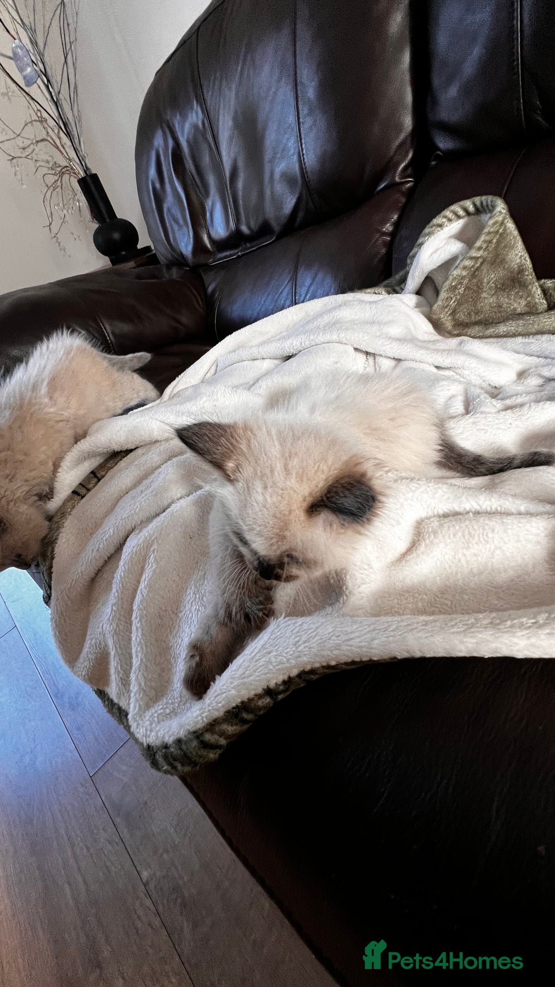 Ragdoll cats for sale: Ragdoll kittens - Image 4