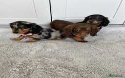 Dachshund dogs for sale: OUTSTANDING STANDARD LONGHAIR DACHSHUNDS - Image 19