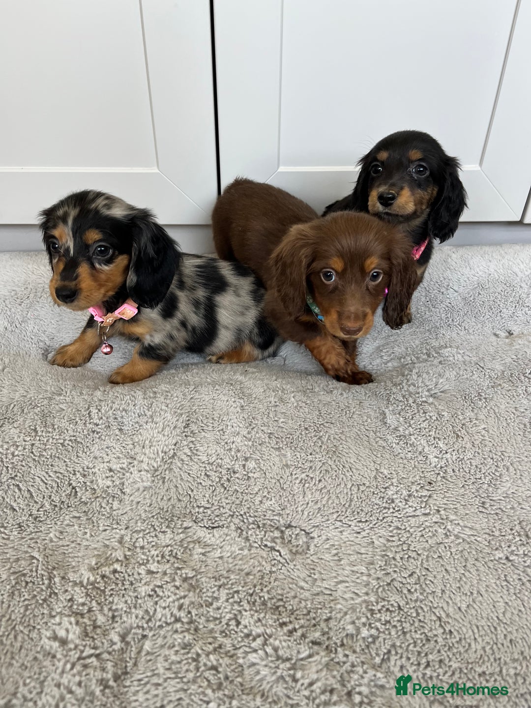 Dachshund dogs for sale: OUTSTANDING STANDARD LONGHAIR DACHSHUNDS - Image 19