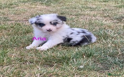 Border Collie dogs for sale: Kennel Club Border Collie Puppies For Sale - Image 7