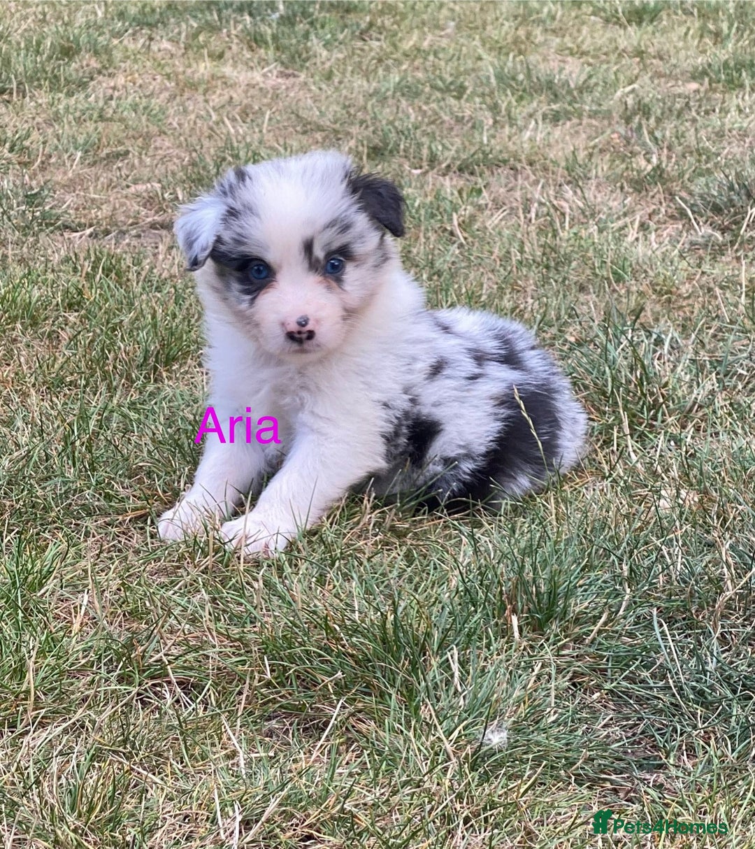 Border Collie dogs for sale: Kennel Club Border Collie Puppies For Sale - Image 7