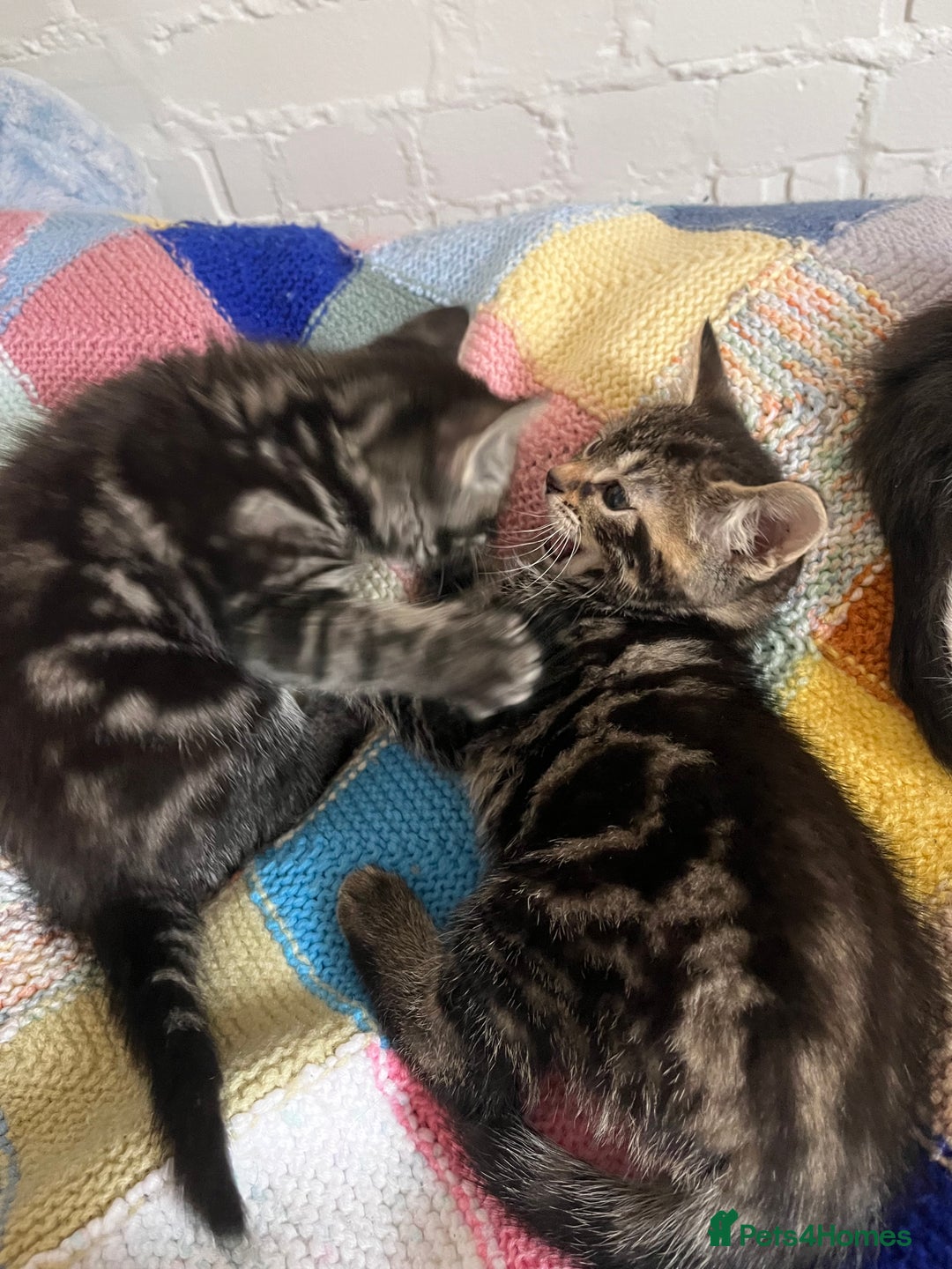 Mixed Breed cats for sale: Playful kittens ready to leave! - Image 16