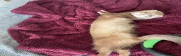Ferret rodents for sale: Ferret for sale - Advert 17