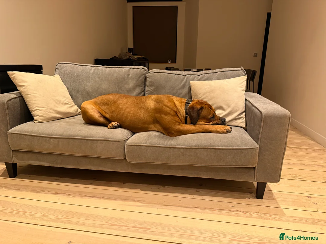 Boerboel dogs for sale: Phenomenal Boerbel - Advert 10