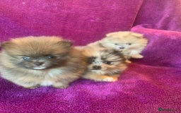 Pomeranian dogs for sale: Rainbow Litter with TAN POINTS - Image 4