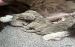 Ragdoll cats for sale: 🐾 Beautiful Mink Ragdoll Kittens 🐾 - Image 5