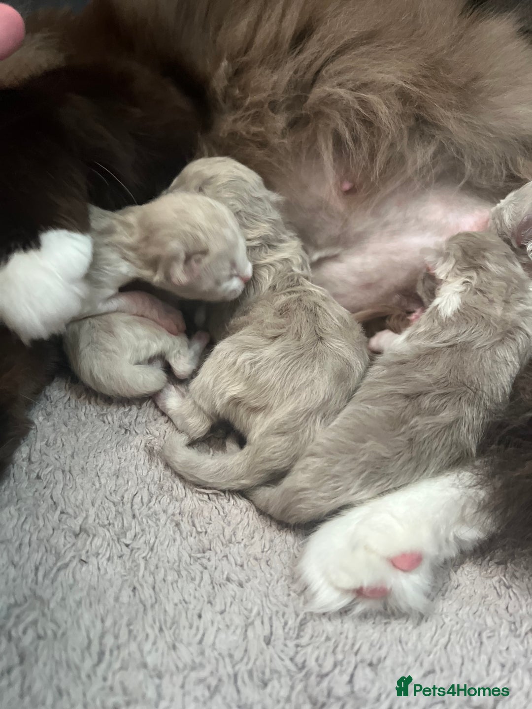 Ragdoll cats for sale: 🐾 Beautiful Mink Ragdoll Kittens 🐾 - Image 5