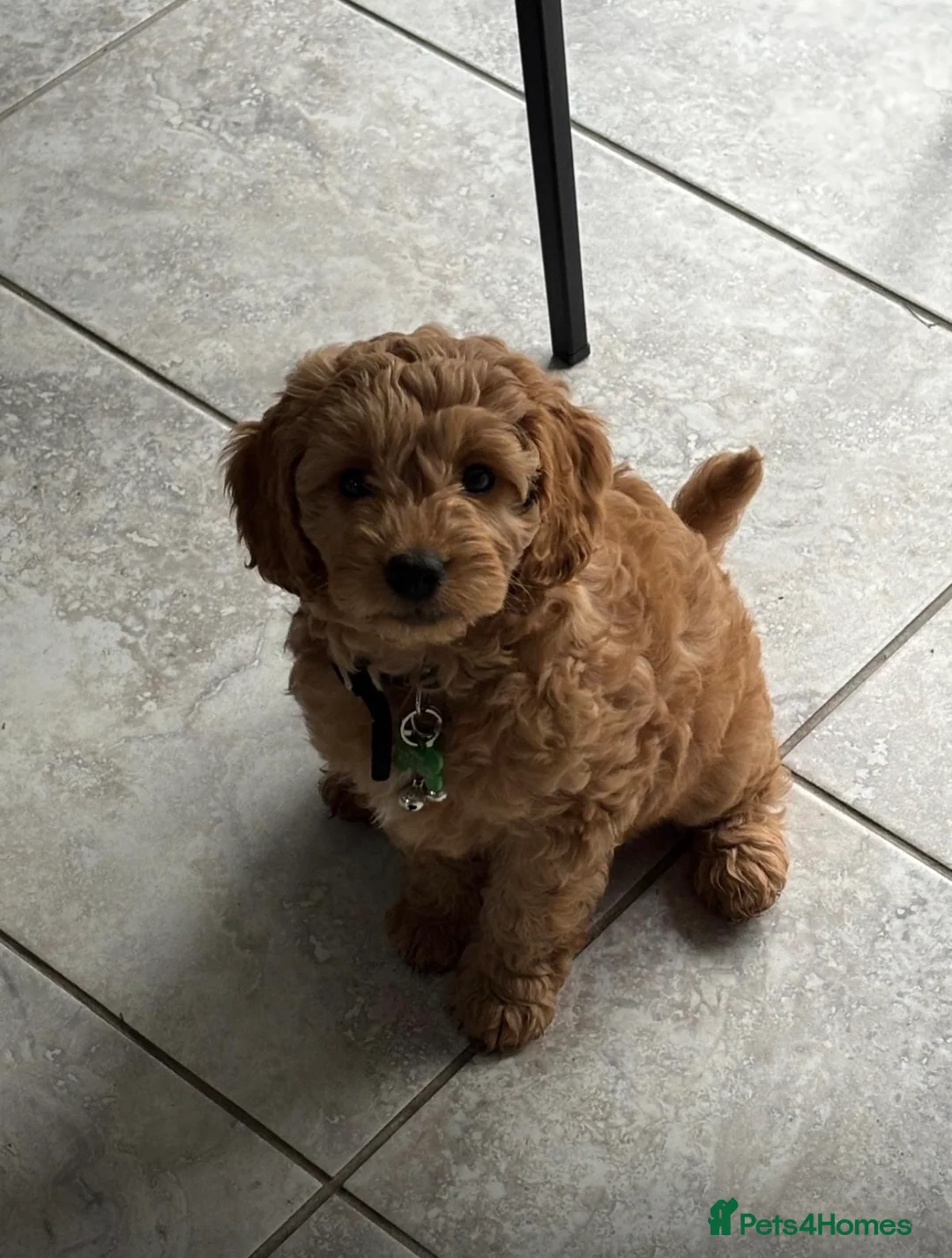 Toy Poodle dogs for stud: Beautiful Proven Poodle Stud Available 🤍 - Advert 21