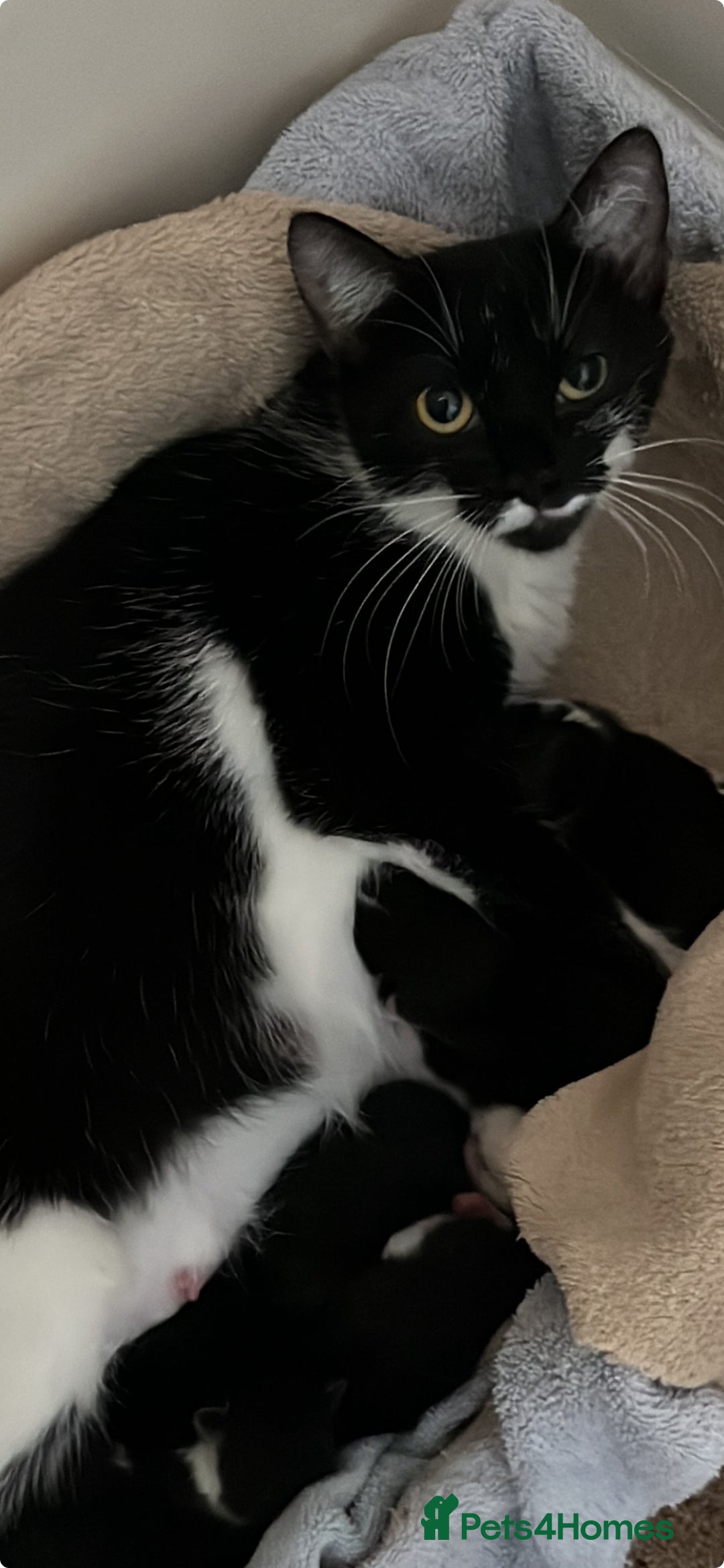 British Shorthair cats for sale: kittens shorthair mix breed in Shifnal - Image 4