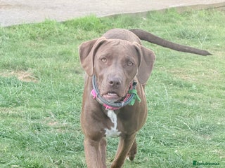 Mixed Breed dogs Weimaraner x Staffordshire Bull Terrier Female - Advert 5