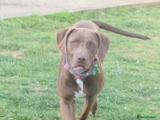Mixed Breed dogs Weimaraner x Staffordshire Bull Terrier Female - Advert 4