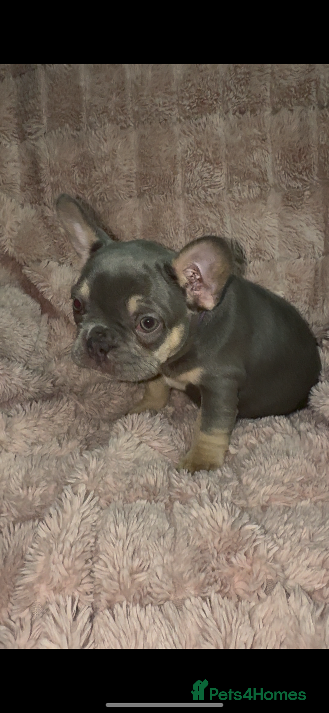 French Bulldog dogs for sale: Last girl left  - Advert 30