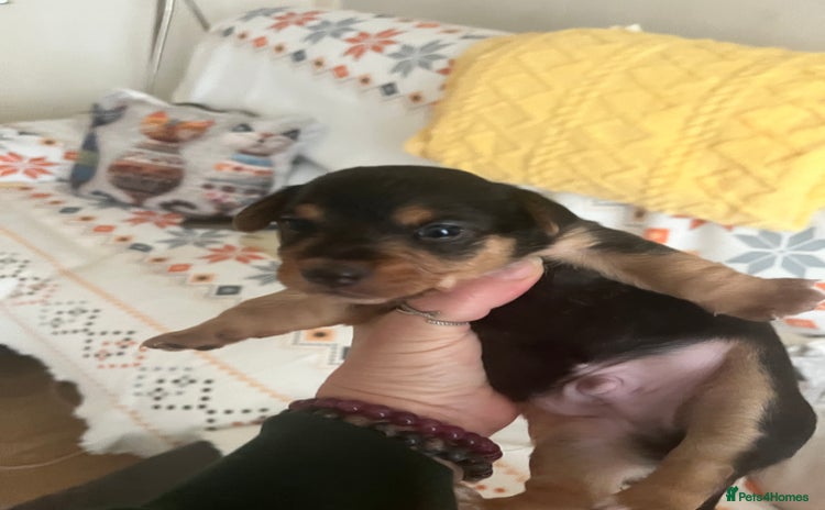 Mixed Breed dogs - Advert 13