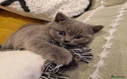 British Shorthair cats for sale: Kittens for sale - Image 8