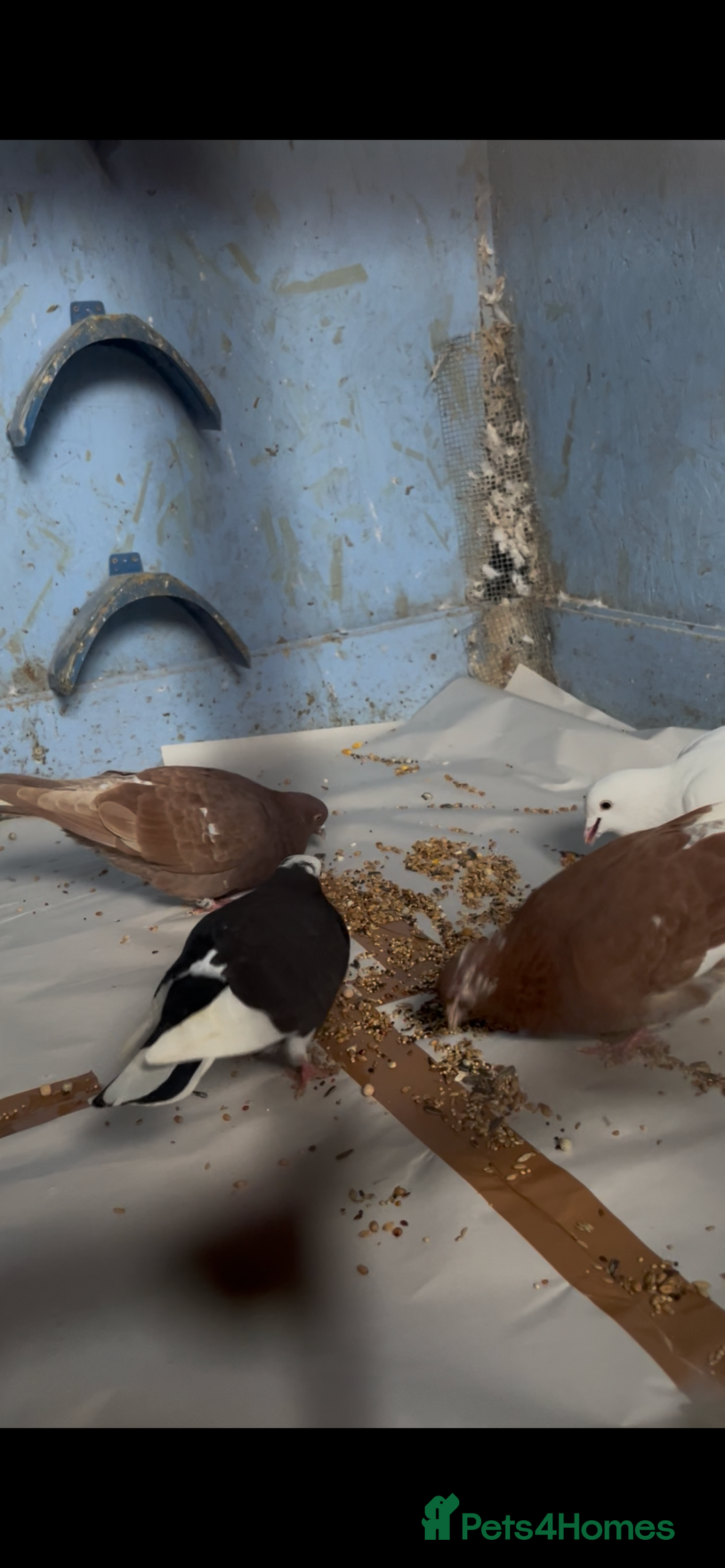 Pigeons birds for sale: 2 red roller pigeons  - Advert 3