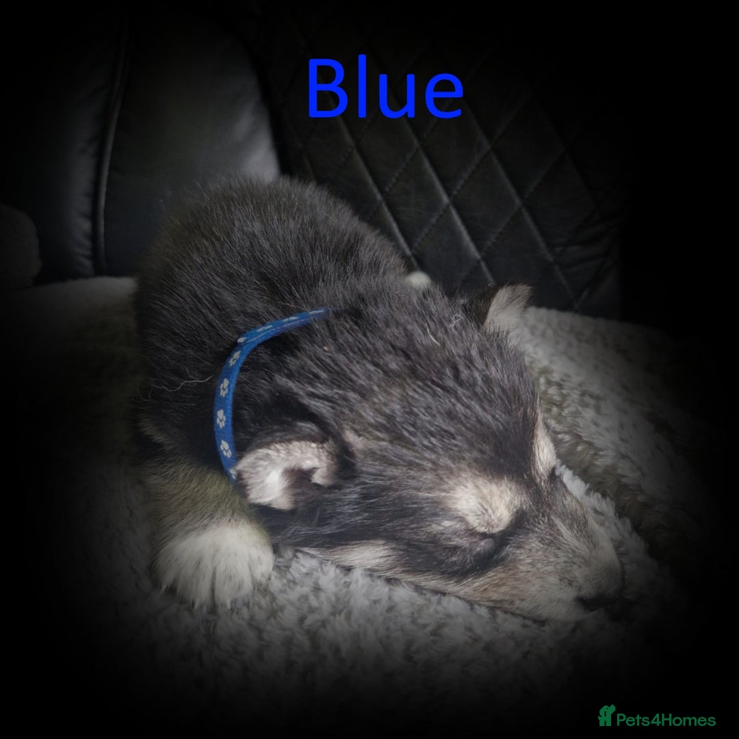 Shepsky dogs for sale: Siberian husky hybrid pups - Image 4