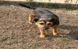 Mixed Breed dogs for sale: Beagle cross terrier - Image 2