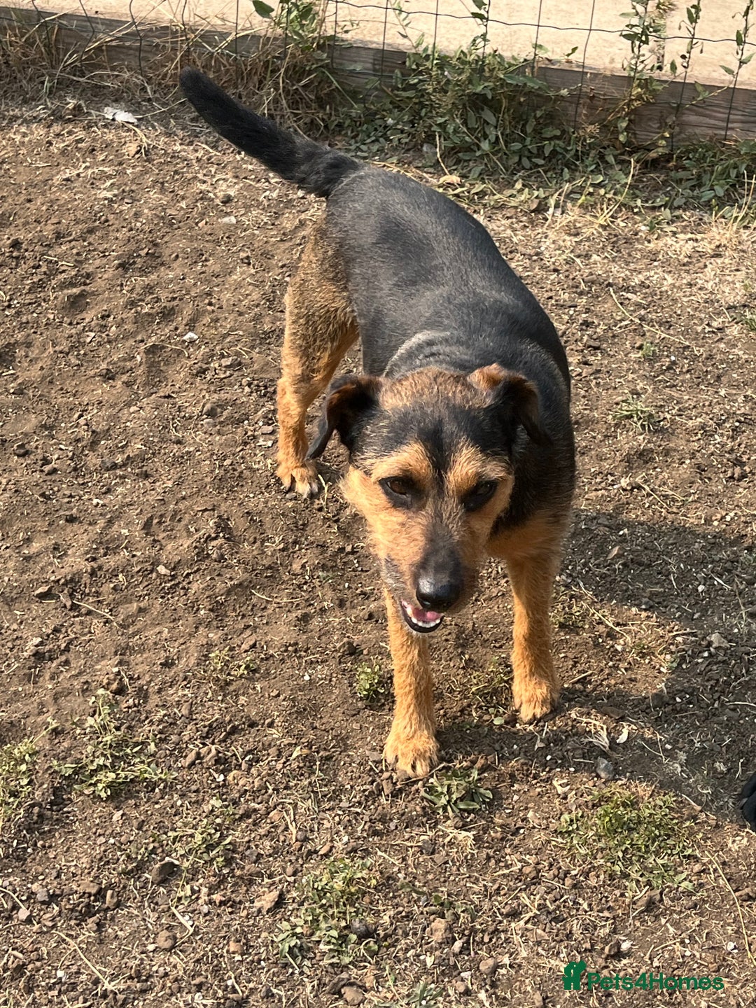 Mixed Breed dogs for sale: Beagle cross terrier - Image 2