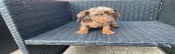 Dachshund dogs for sale: Miniature Dachshund puppies for sale  - Advert 3