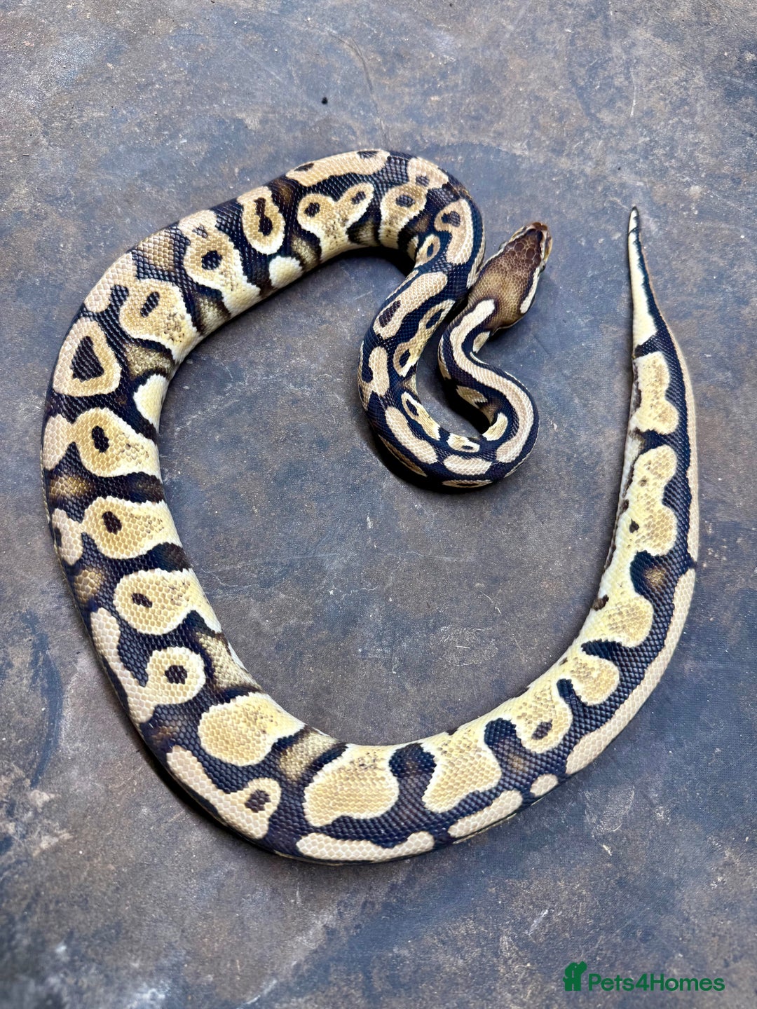 Python Snake reptiles for sale: Royal Pythons & Corn Snakes - Advert 5